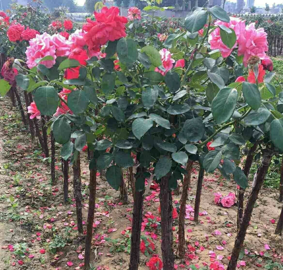 展示“月季四纯”花朵的纯白色花瓣与规整花型,背景为清晨露珠下的花田 “月季四纯”花朵特写