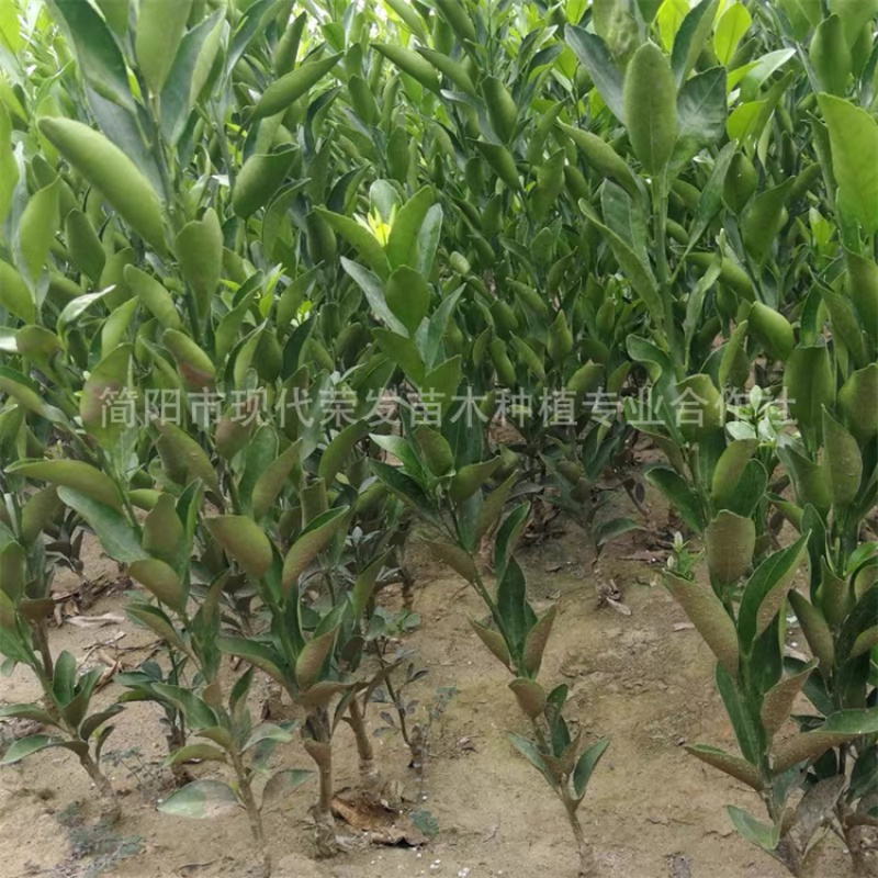 媛红椪柑嫁接果树苗新品种柑橘苗红肉椪柑苗盆栽地栽