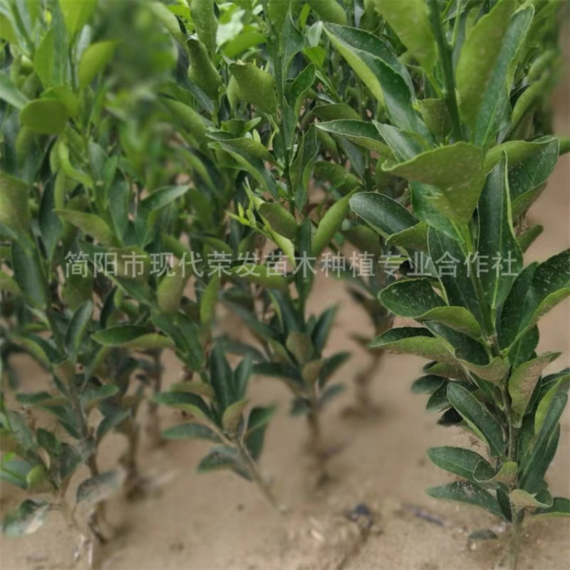 媛红椪柑嫁接果树苗新品种柑橘苗红肉椪柑苗盆栽地栽