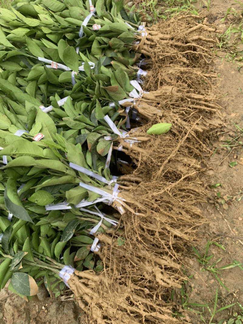 媛红椪柑嫁接果树苗新品种柑橘苗红肉椪柑苗盆栽地栽