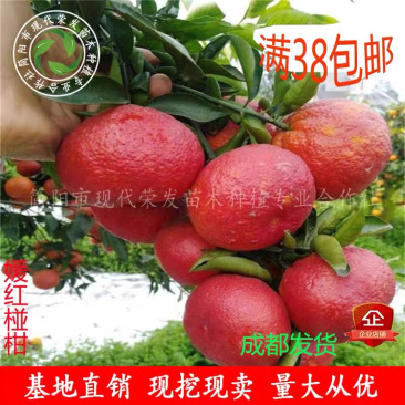 媛红椪柑嫁接果树苗新品种柑橘苗红肉椪柑苗盆栽地栽