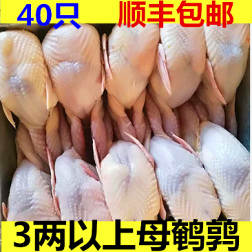 40只大鹌鹑现杀新鲜冷冻鹌鹑放血去内脏活体新鲜白条鹌鹑