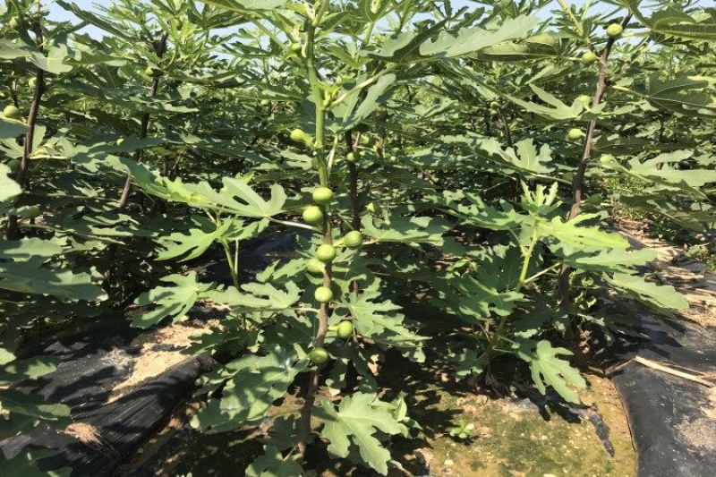 布兰瑞克无花果苗基地直销技术指导死苗补发