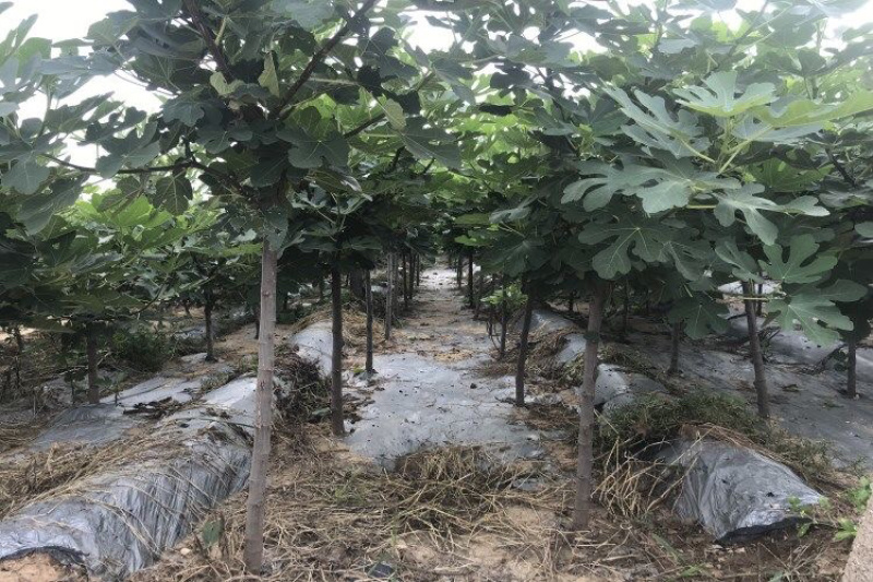 布兰瑞克无花果苗基地直销技术指导死苗补发