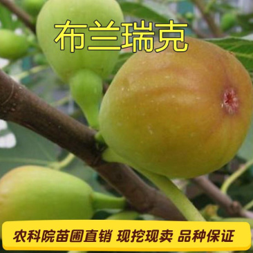 布兰瑞克无花果苗基地直销技术指导死苗补发