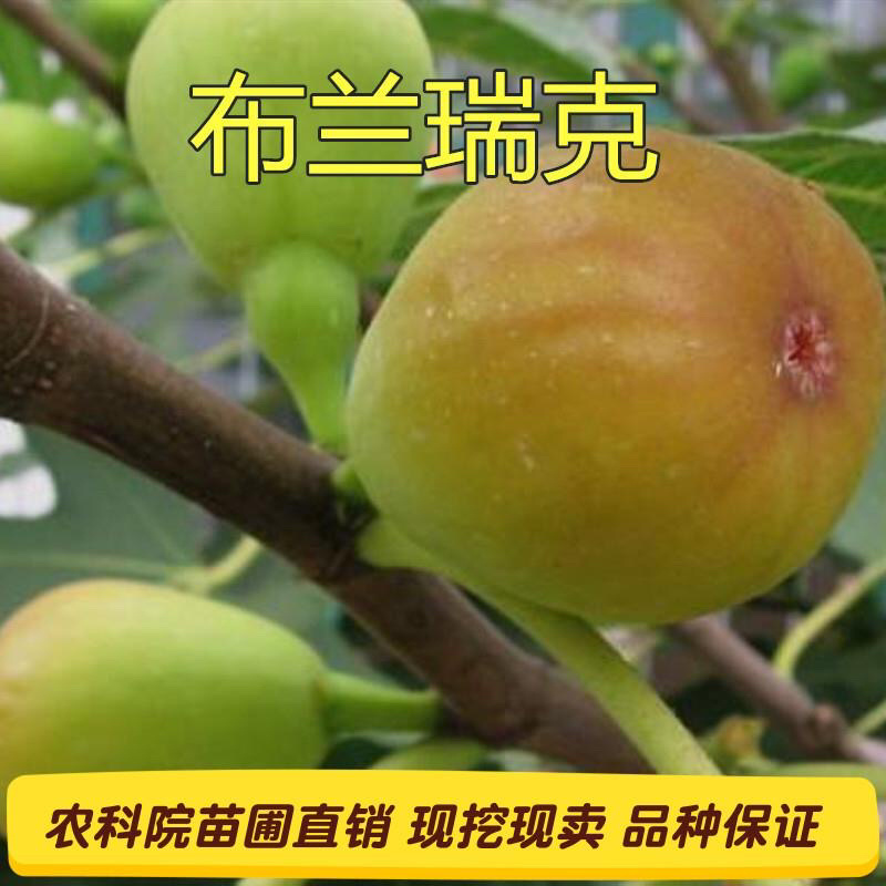 布兰瑞克无花果苗基地直销技术指导死苗补发