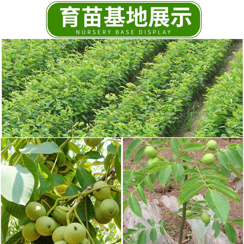 核桃苗基地直销技术指导品种纯正死苗补发