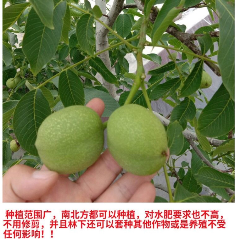 核桃苗基地直销技术指导品种纯正死苗补发