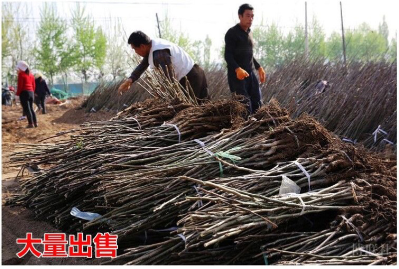 核桃苗基地直销技术指导品种纯正死苗补发