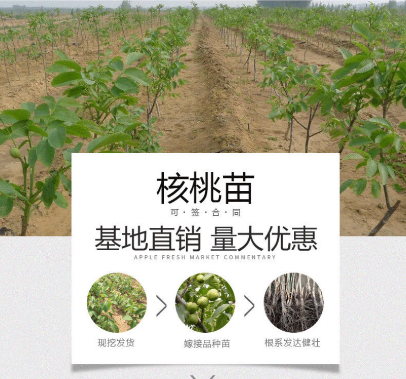 核桃苗基地直销技术指导品种纯正死苗补发