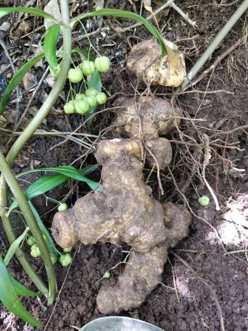 新鲜现挖大山深处的大个超甜野生黄精