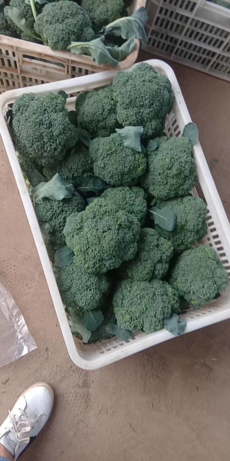 优质小米西兰花基地直发品质保证