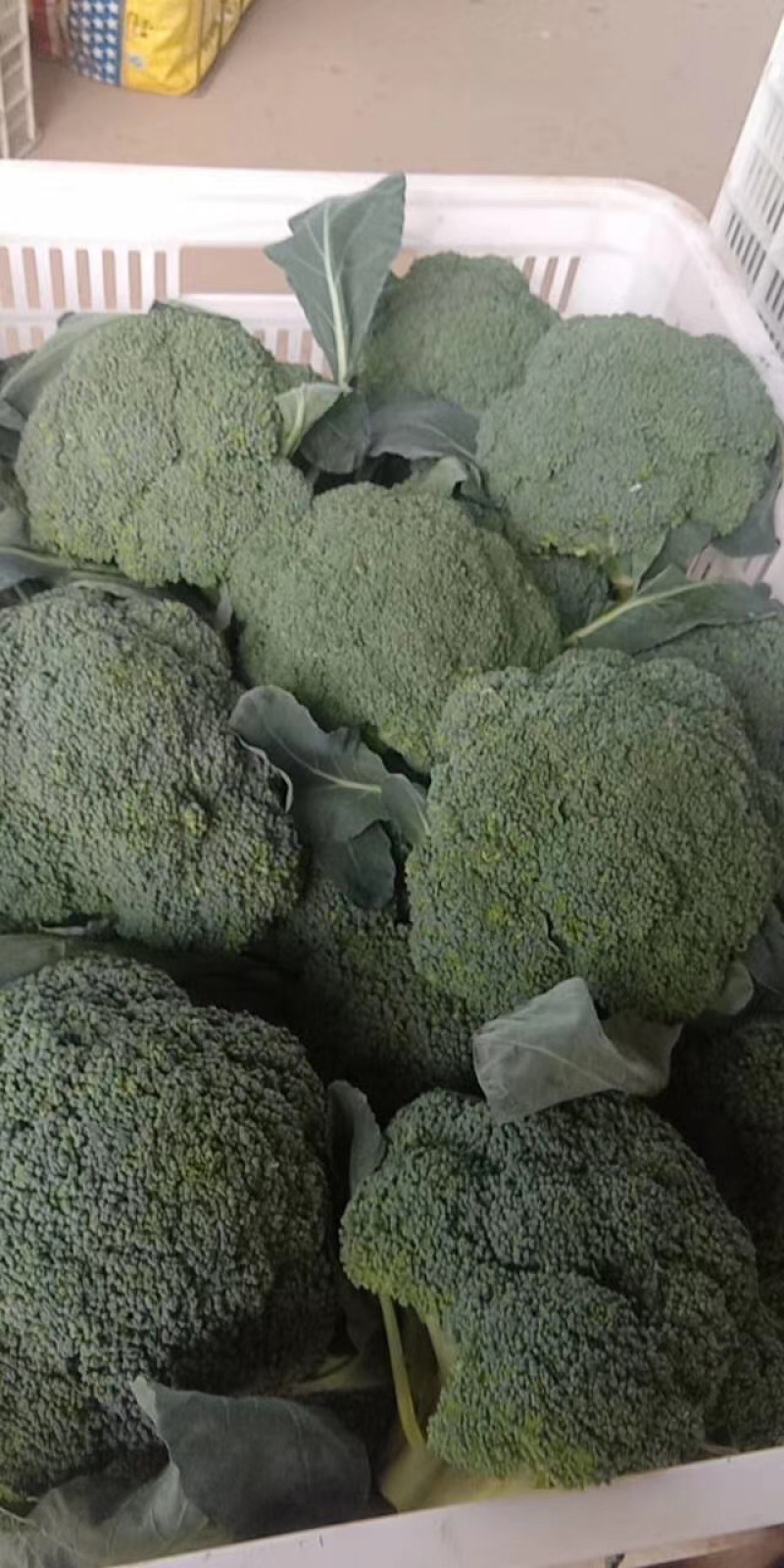 优质小米西兰花基地直发品质保证