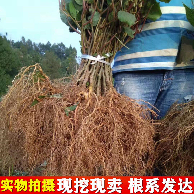 猕猴桃苗基地直销技术指导品种纯正死苗补发
