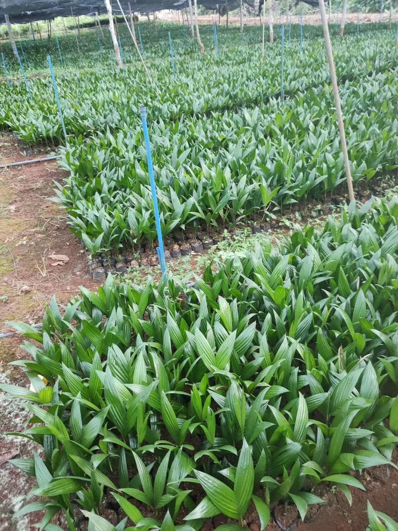 海南本地槟榔果苗槟榔杯苗品种纯正免费提供技术指导