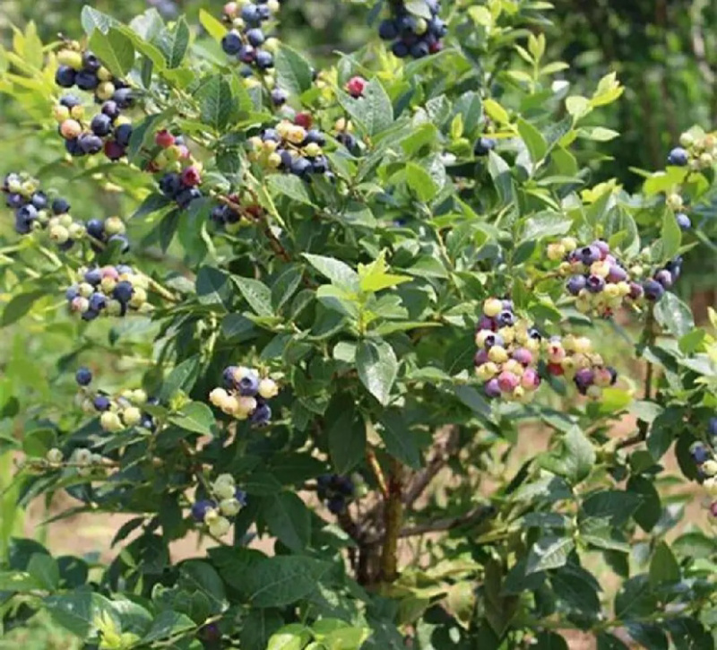 薄雾蓝莓苗基地直销技术指导品种纯正死苗补发