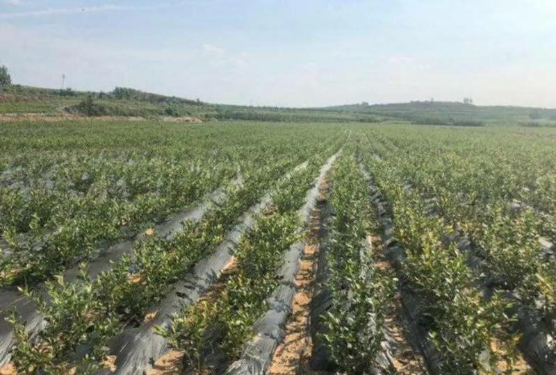 莱克西蓝莓苗基地直销品种纯正死苗补发