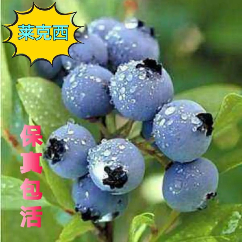 莱克西蓝莓苗基地直销品种纯正死苗补发