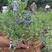 兔眼蓝莓苗基地直销品种纯正技术指导死苗补发