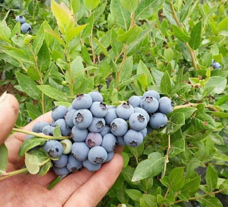 兔眼蓝莓苗基地直销品种纯正技术指导死苗补发