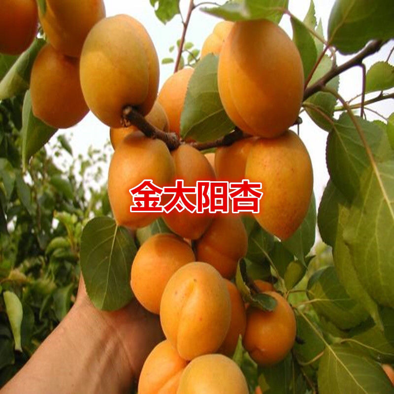 金太阳杏苗基地直销品种纯正技术指导死苗补发