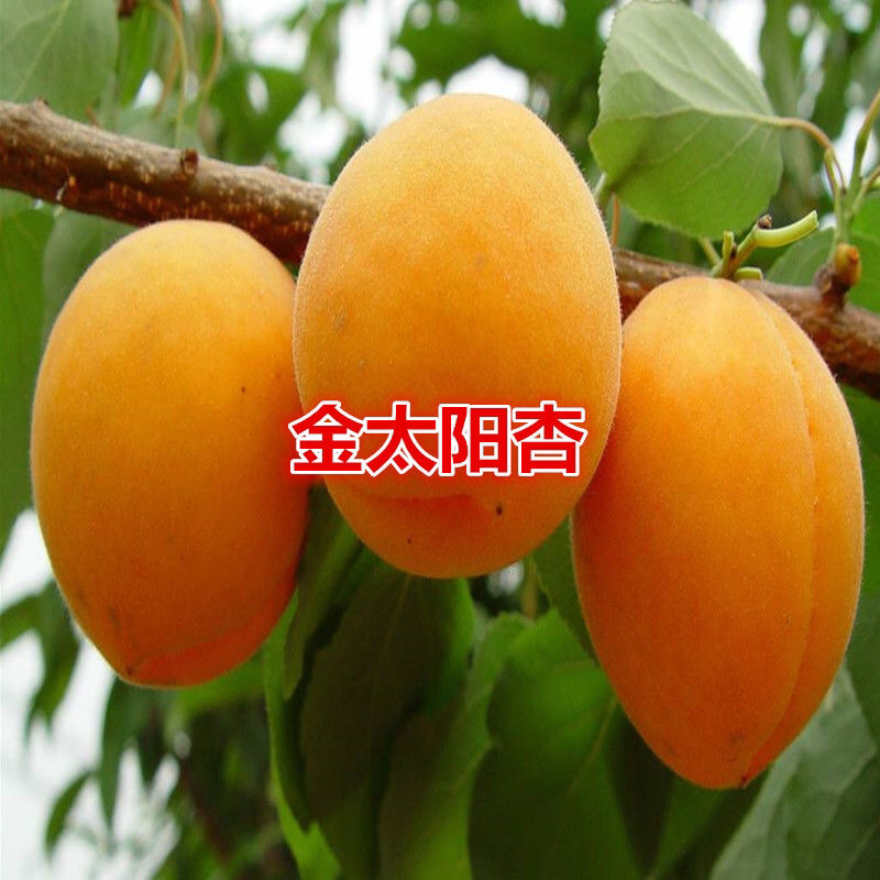 金太阳杏苗基地直销品种纯正技术指导死苗补发