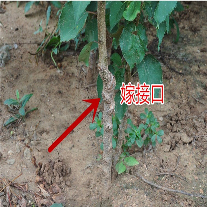 金太阳杏苗基地直销品种纯正技术指导死苗补发