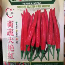 【优质】红全球朝天椒种子辣味浓产量高抗性好