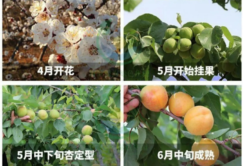 凯特杏树苗基地直销技术指导品种纯正死苗补发