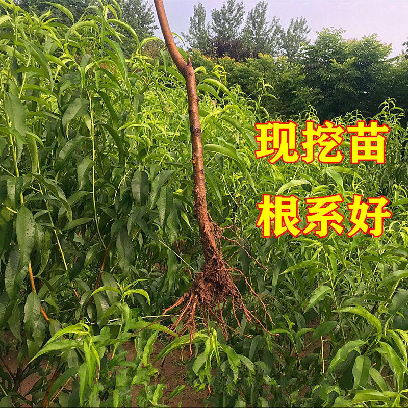 黄金油桃树苗基地发货技术指导品种纯正死苗补发