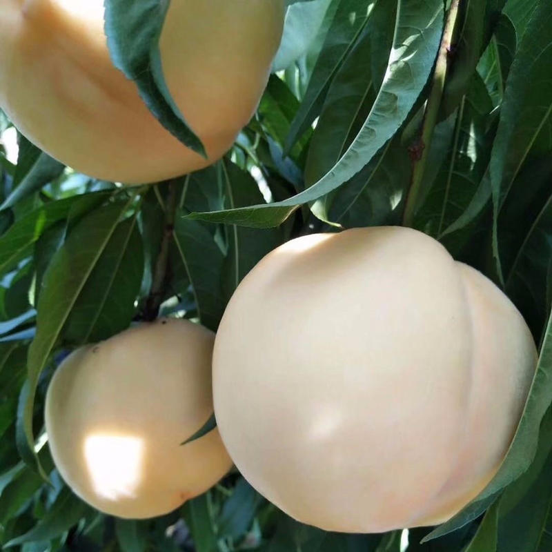 白油桃树苗基地直发技术指导品种纯正死苗补发