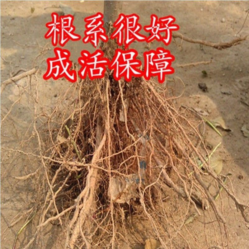 黄元帅苹果树苗基地直销技术指导品种保证