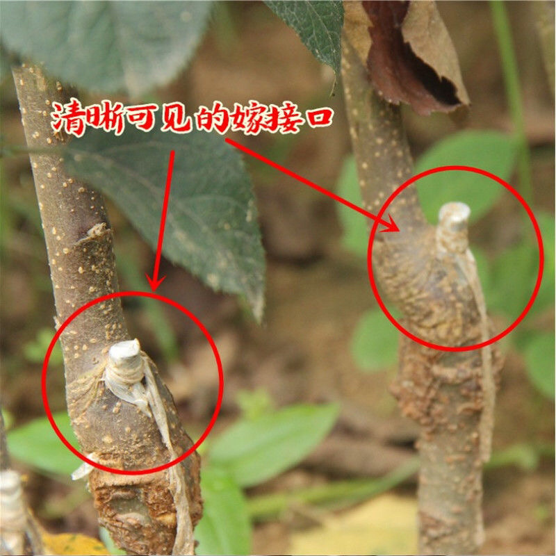 黄元帅苹果树苗基地直销技术指导品种保证