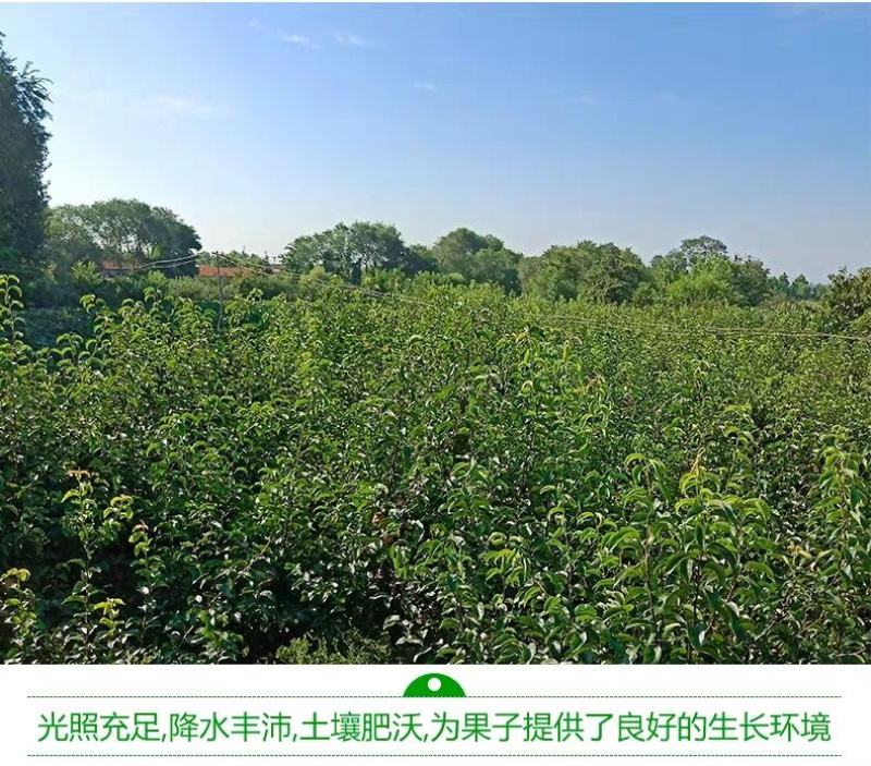红香酥梨树苗基地直发品种纯正死苗补发