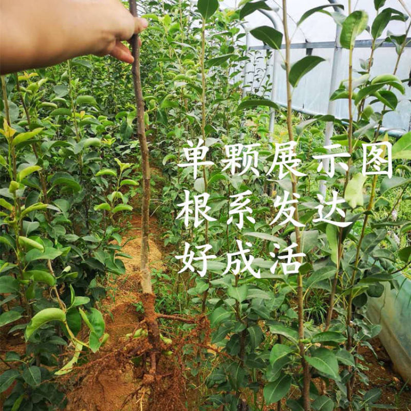 红香酥梨树苗基地直发品种纯正死苗补发