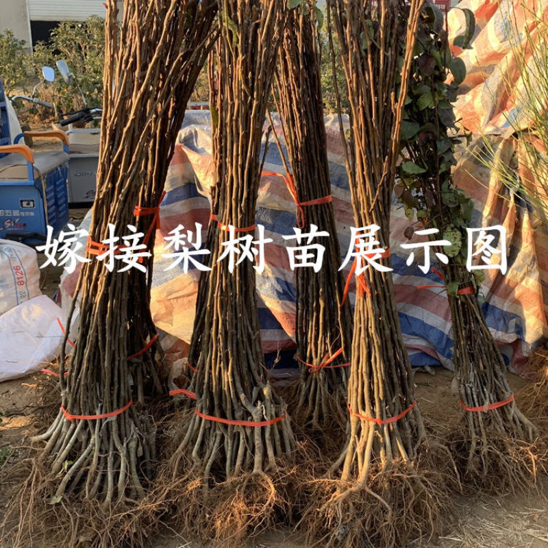 红香酥梨树苗基地直发品种纯正死苗补发