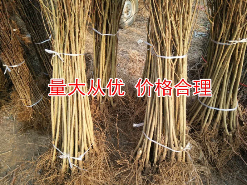 黑籽石榴苗基地直发，品种纯正技术指导死苗补发