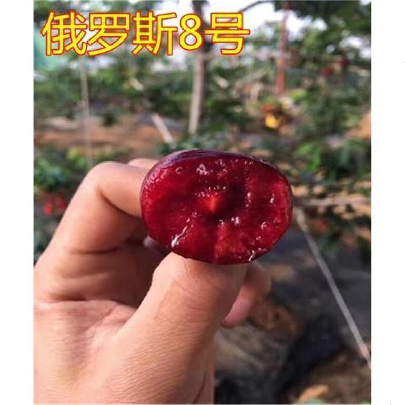 俄罗斯8号樱桃苗品种纯正基地直发死苗补发