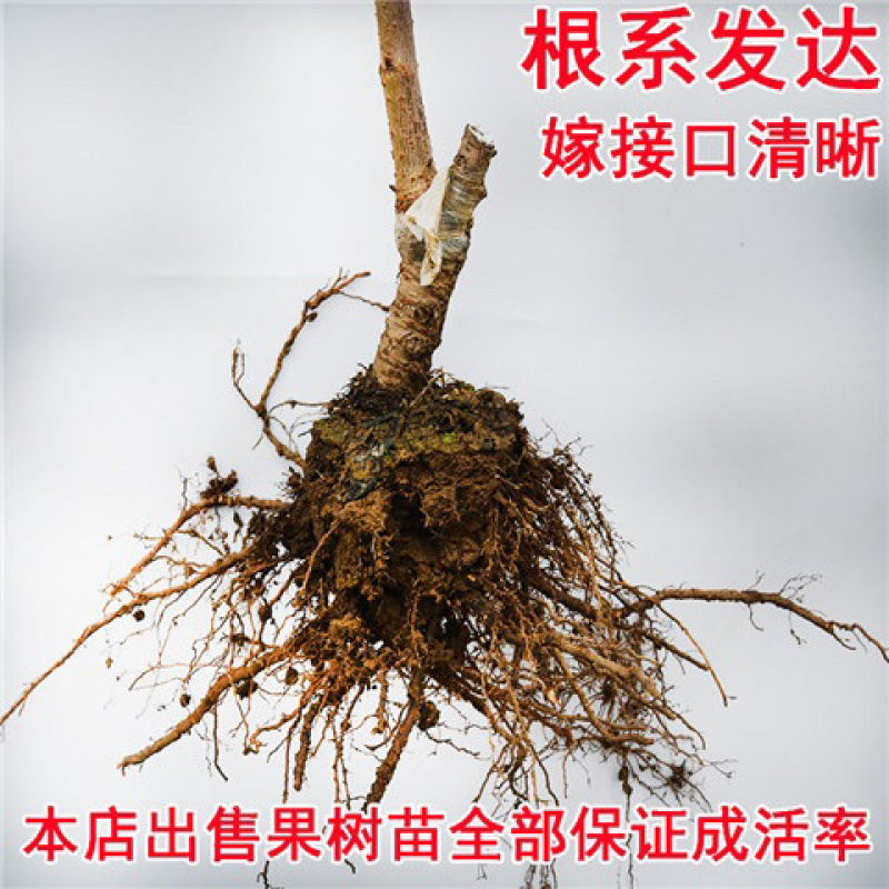 俄罗斯8号樱桃苗品种纯正基地直发死苗补发