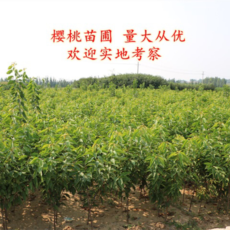 俄罗斯8号樱桃苗品种纯正基地直发死苗补发