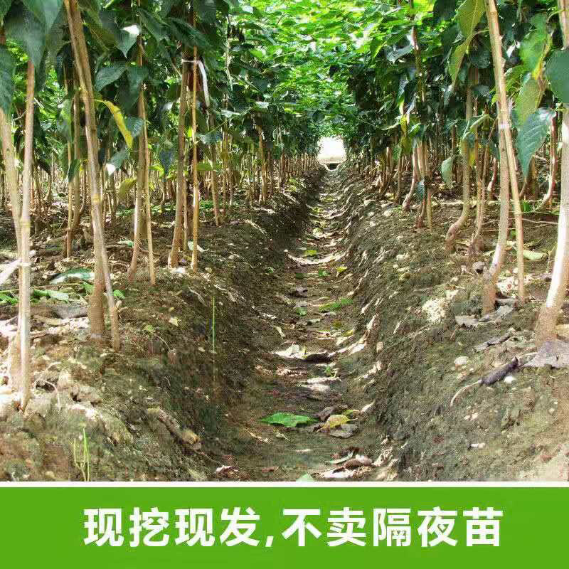 俄罗斯8号樱桃苗品种纯正基地直发死苗补发