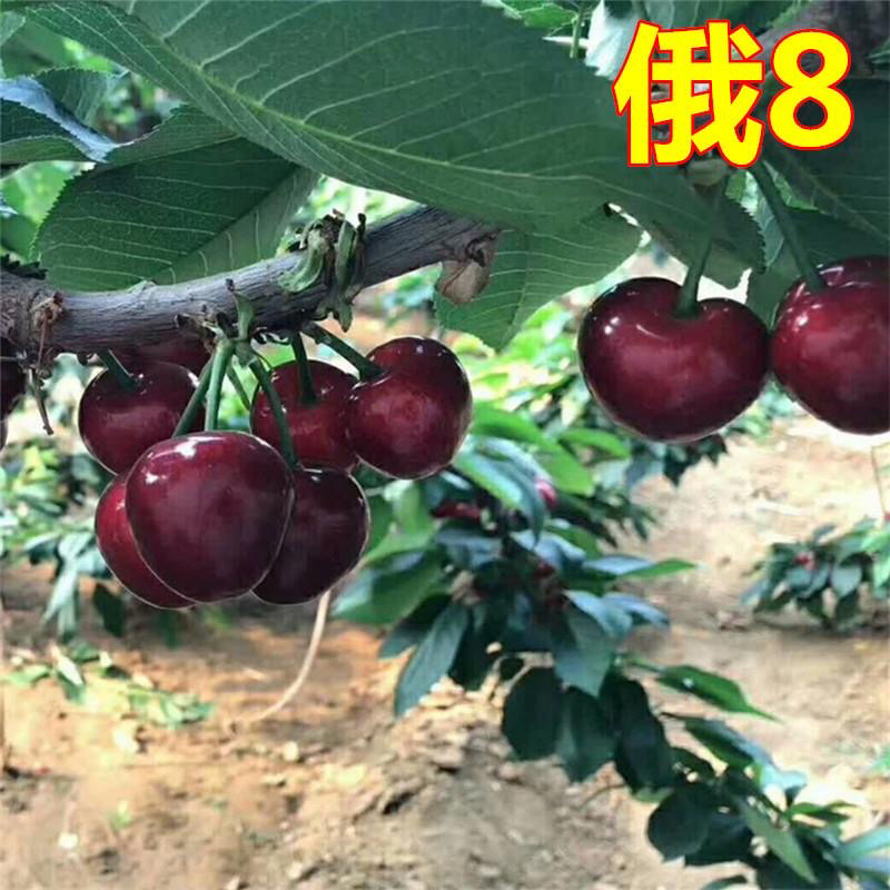 俄罗斯8号樱桃苗品种纯正基地直发死苗补发