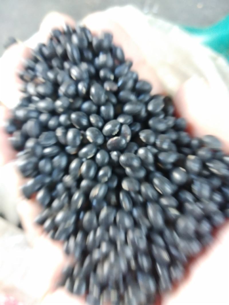 黑豆，广东小黑豆，黄芯小黑豆，家种黑豆，颗粒成熟饱满