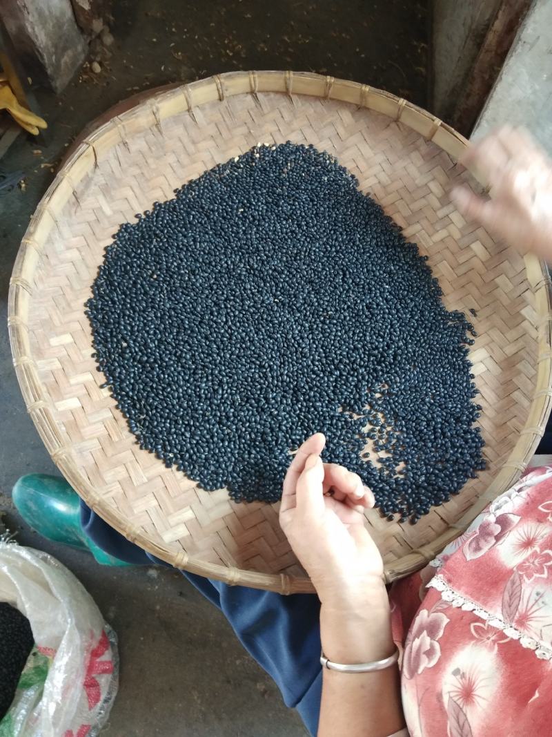 黑豆，广东小黑豆，黄芯小黑豆，家种黑豆，颗粒成熟饱满