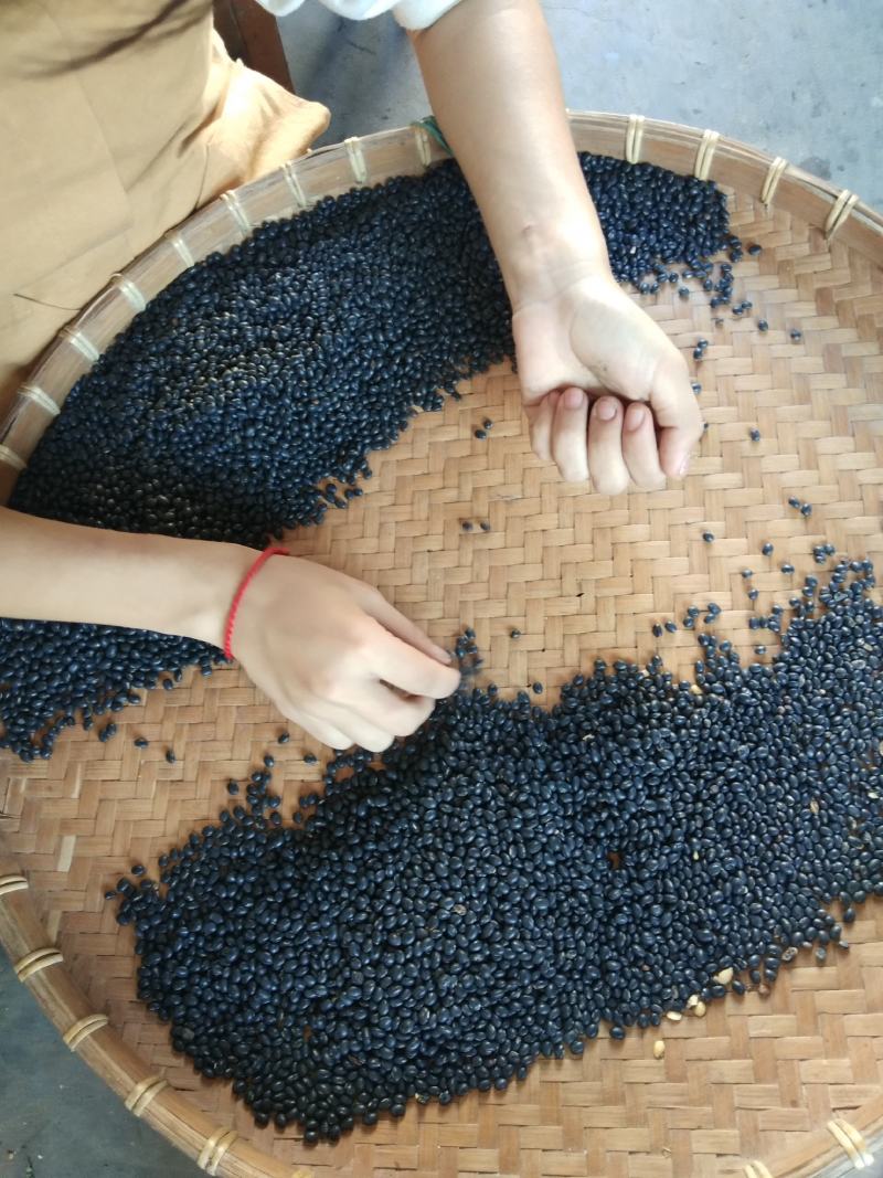 黑豆，广东小黑豆，黄芯小黑豆，家种黑豆，颗粒成熟饱满