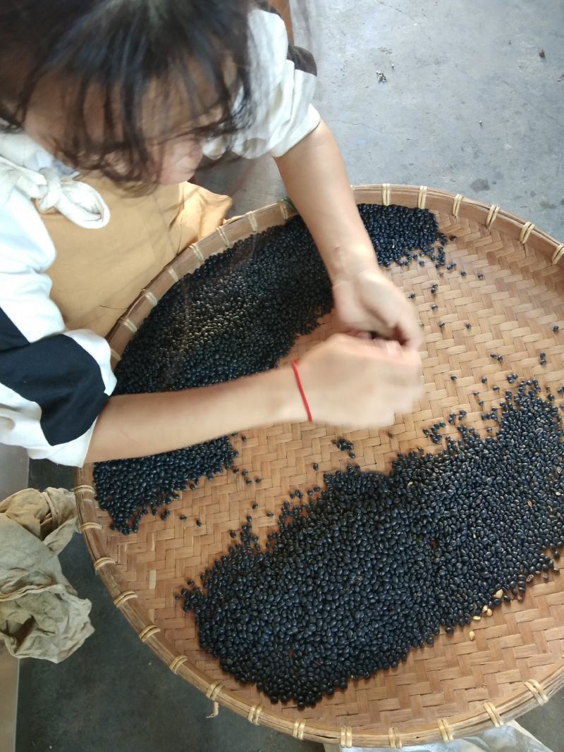 黑豆，广东小黑豆，黄芯小黑豆，家种黑豆，颗粒成熟饱满