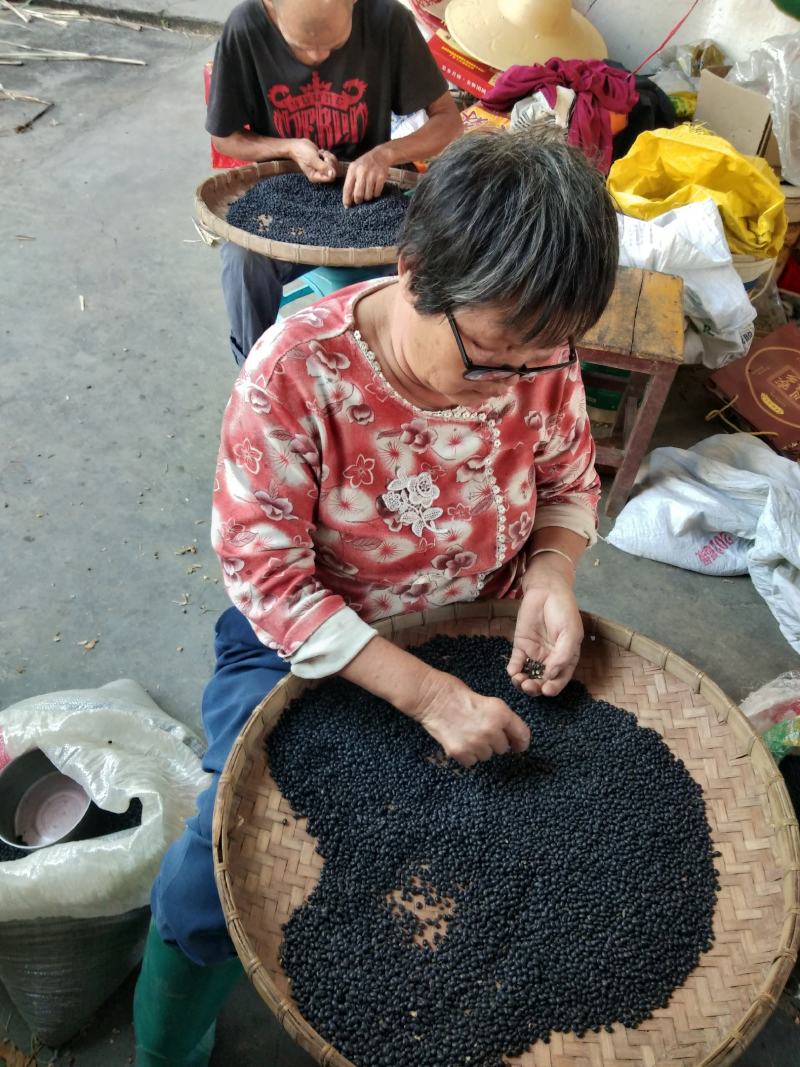 黑豆，广东小黑豆，黄芯小黑豆，家种黑豆，颗粒成熟饱满