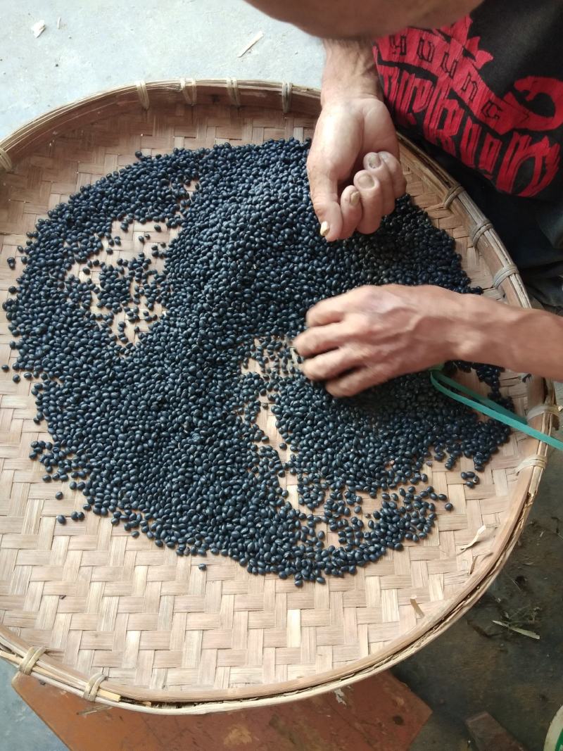 黑豆，广东小黑豆，黄芯小黑豆，家种黑豆，颗粒成熟饱满