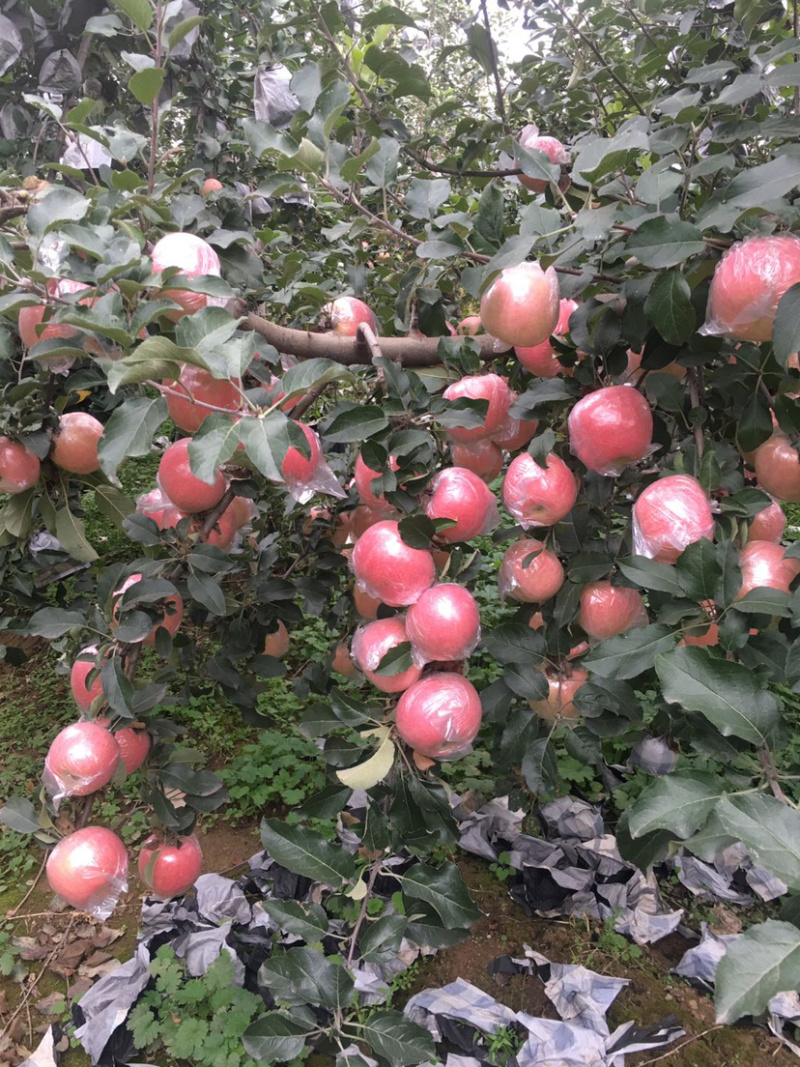 山西临汾脆甜冰糖心苹果无美颜无滤镜无打蜡