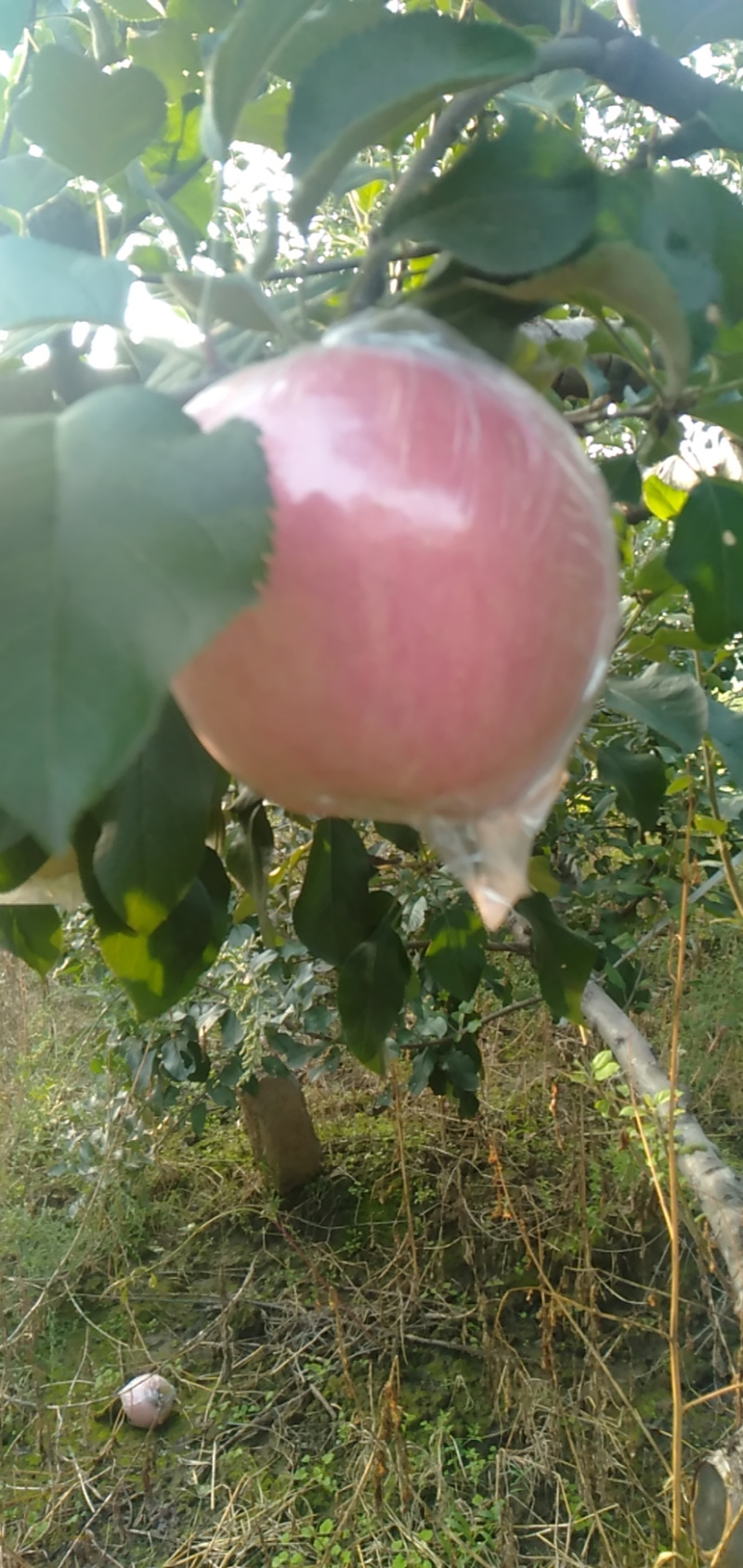 山西临汾脆甜冰糖心苹果无美颜无滤镜无打蜡